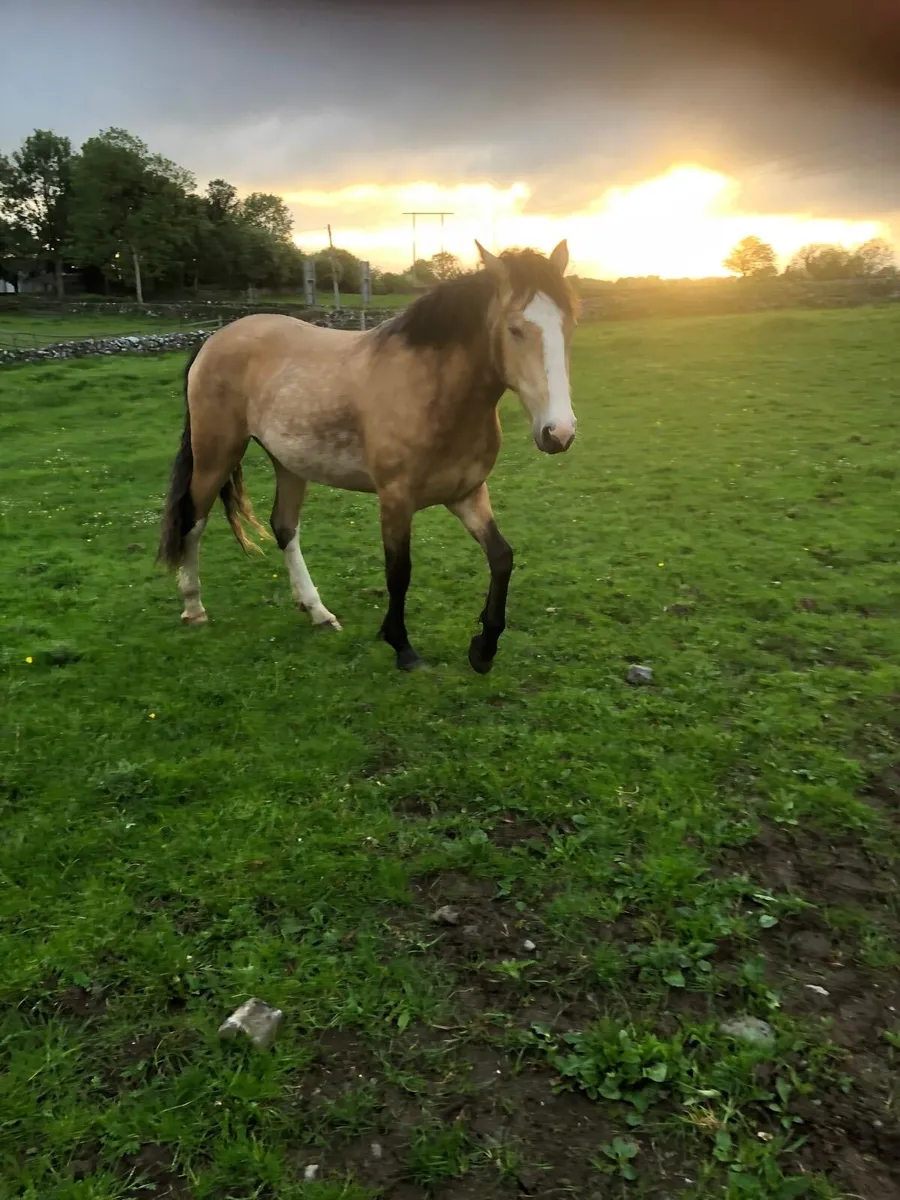 2yr Old Dun Filly - Image 4