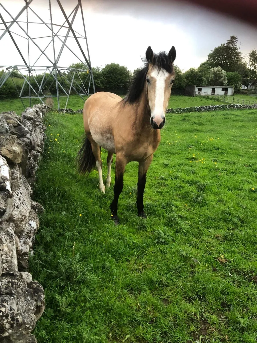 2yr Old Dun Filly - Image 2