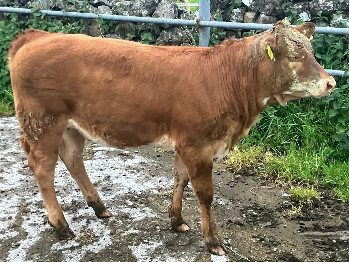 Cow and calf - Image 4