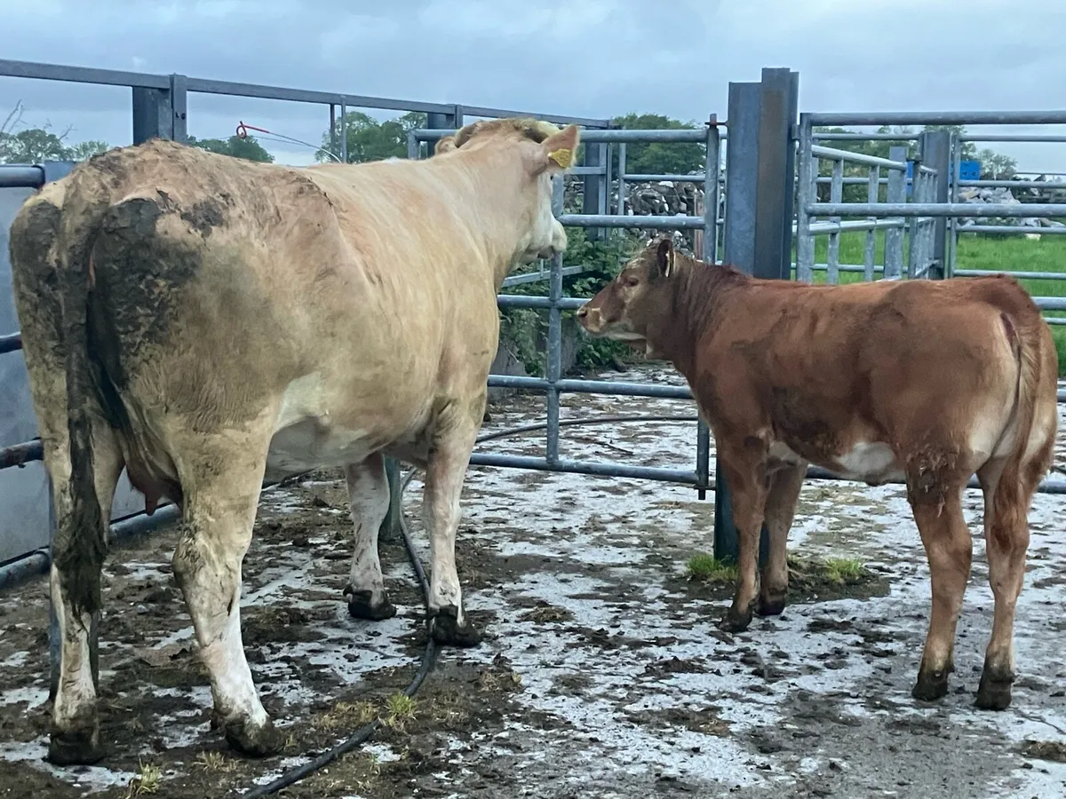 Cow and calf - Image 2