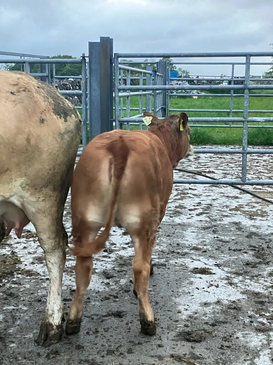 Cow and calf - Image 3