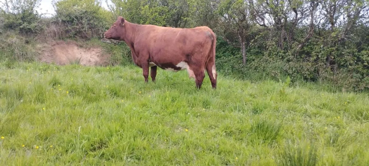 Springer for sale - Image 3