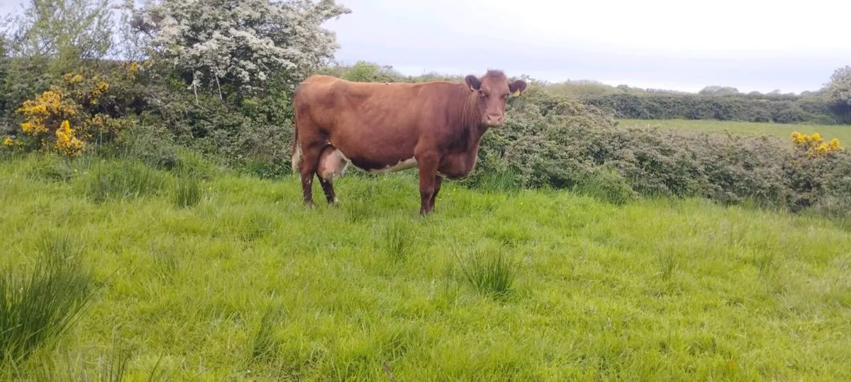 Springer for sale - Image 1