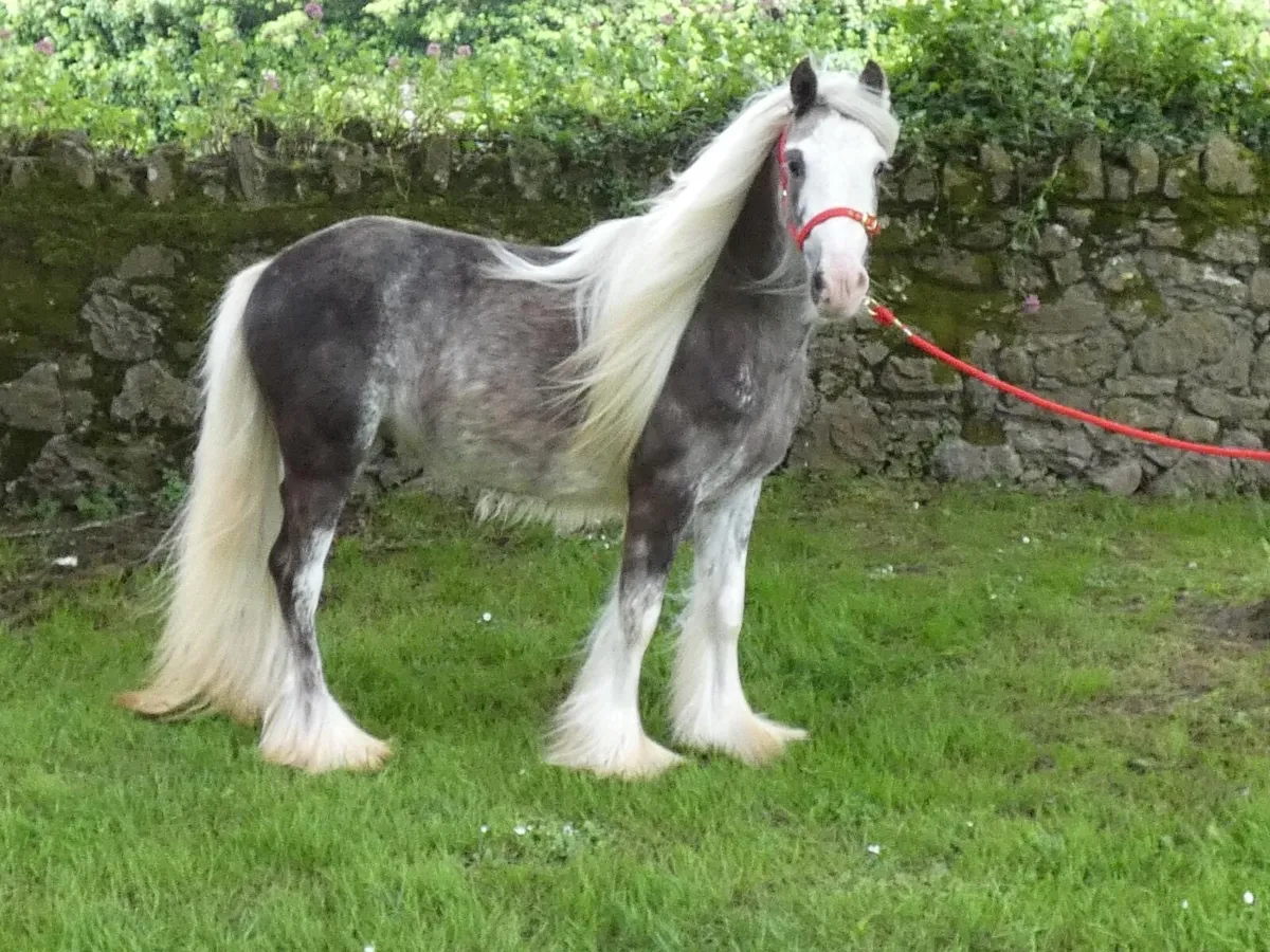 Top class Pony for sale - Image 1