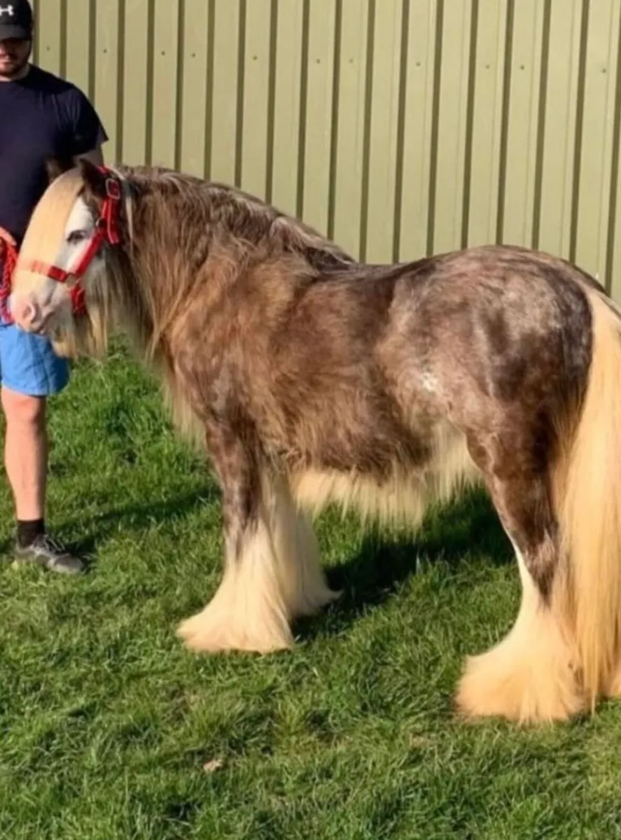 Top class Pony for sale - Image 2