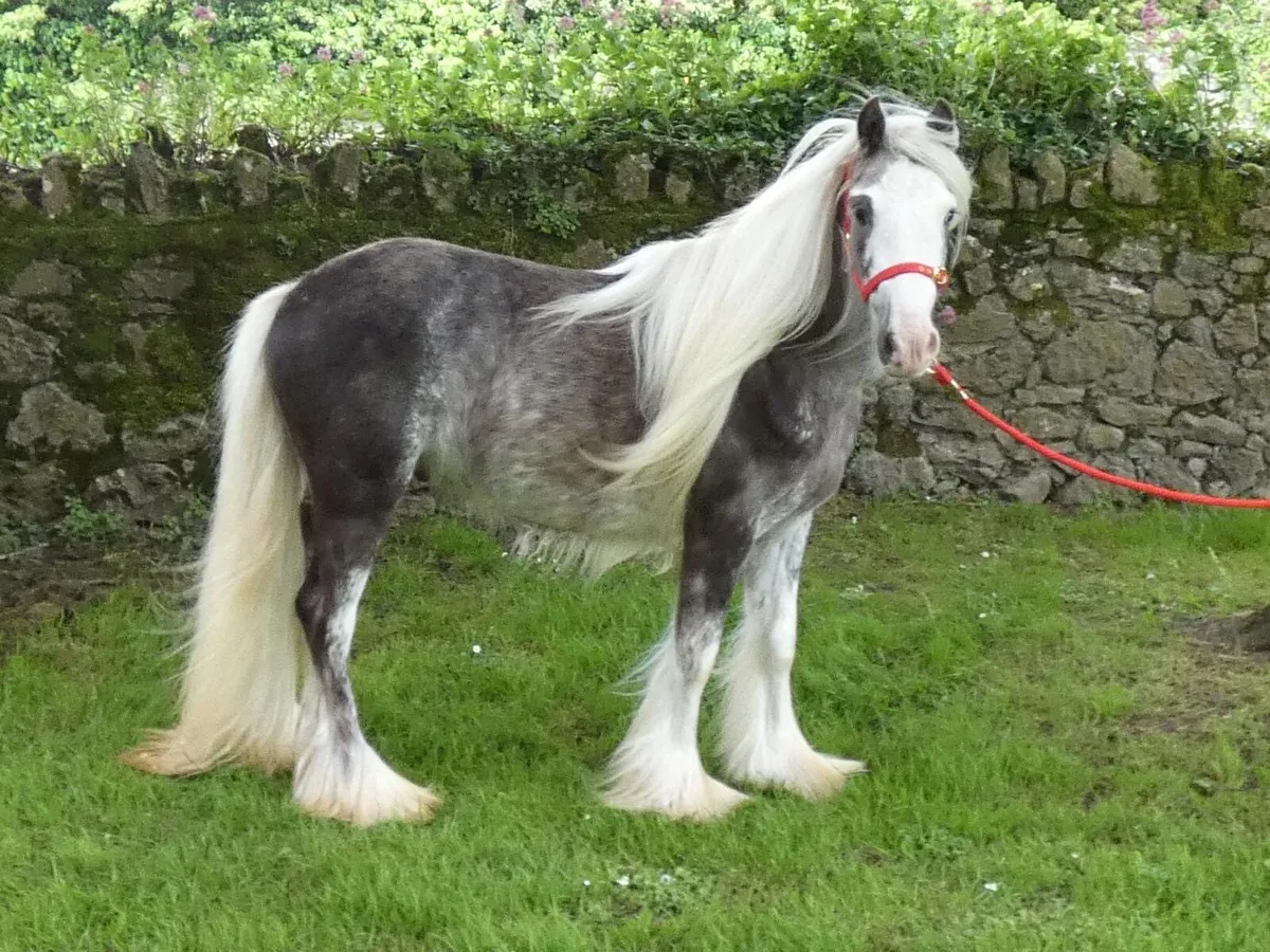 Top class Pony for sale - Image 3