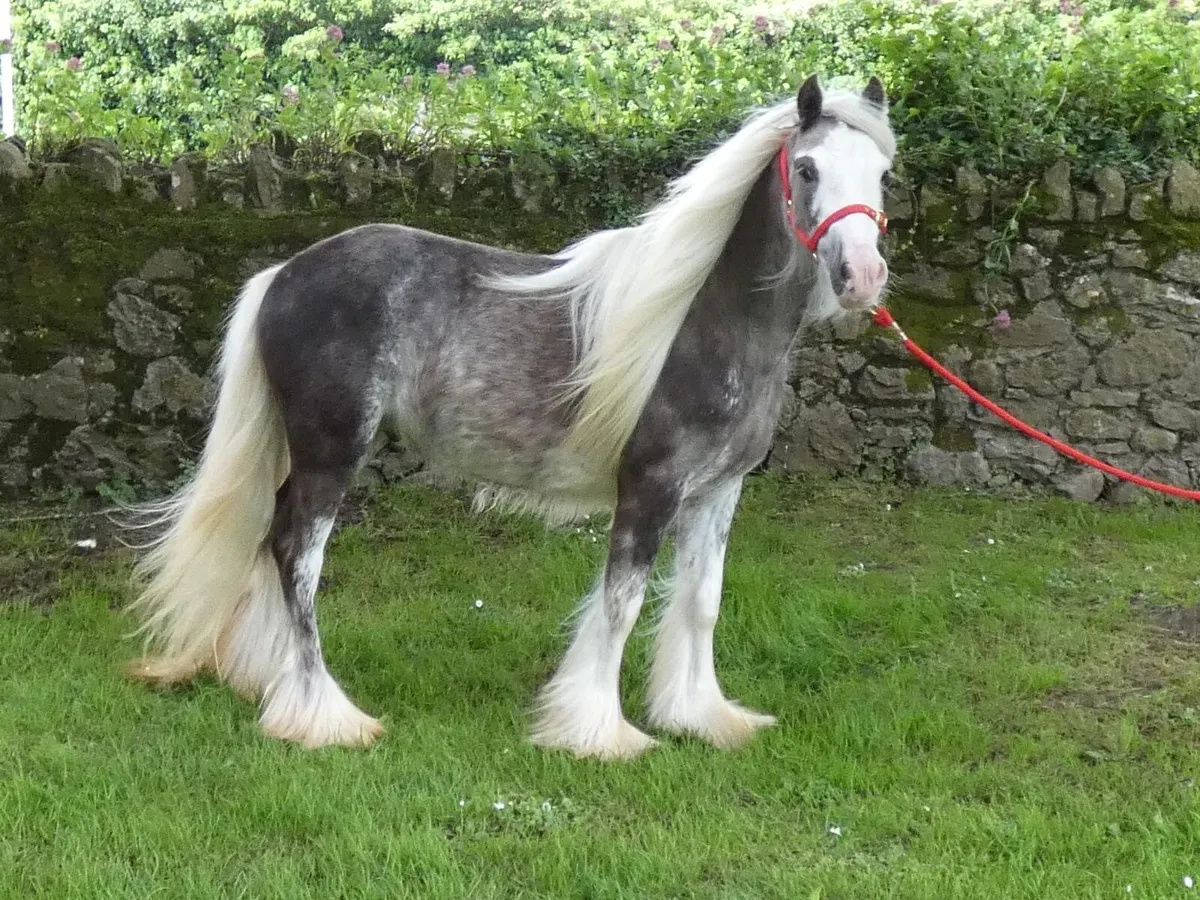 Top class Pony for sale - Image 4