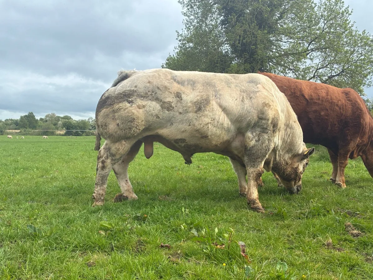 Belgian blue - Image 1