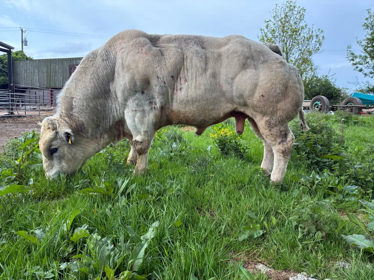 Belgian blue - Image 2