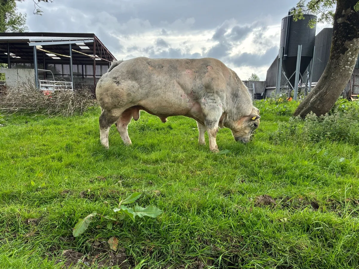 Belgian blue - Image 4
