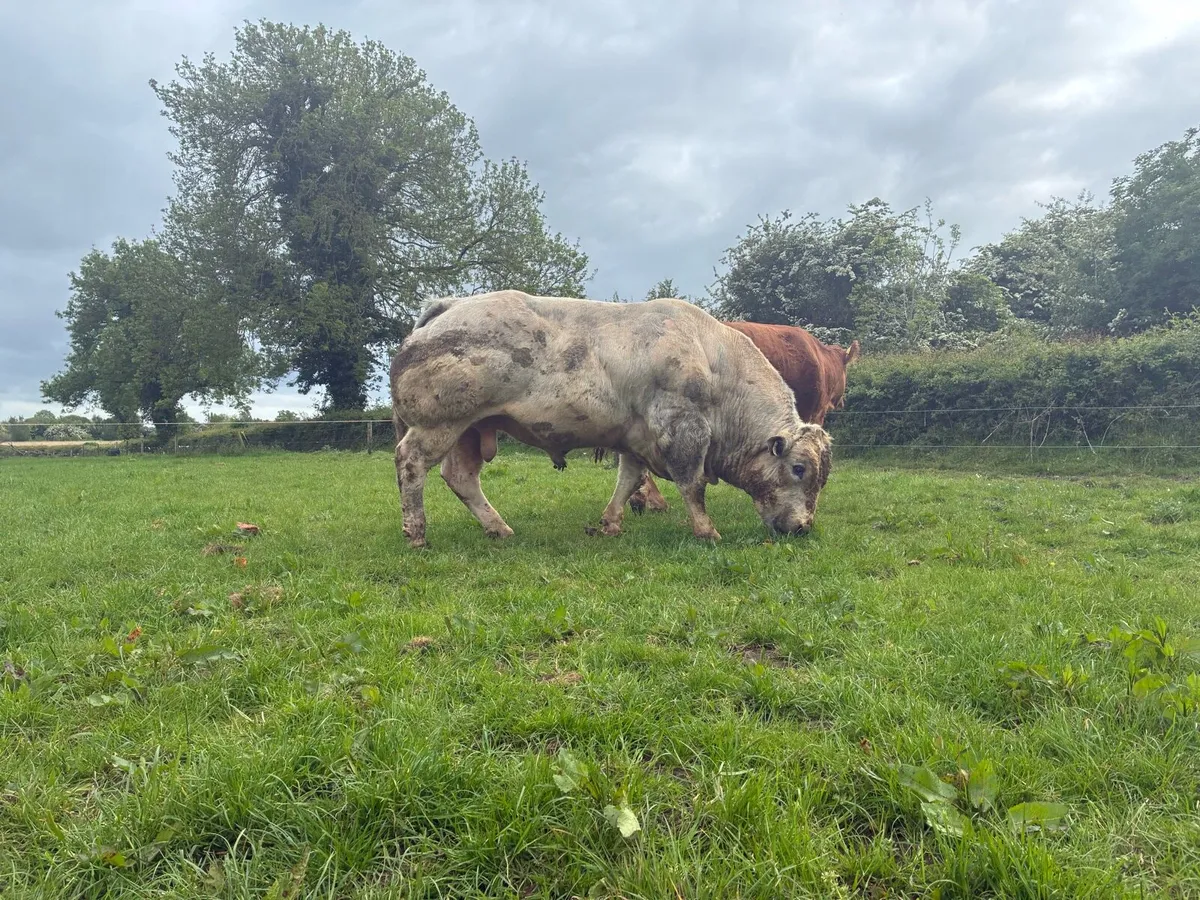 Belgian blue - Image 3