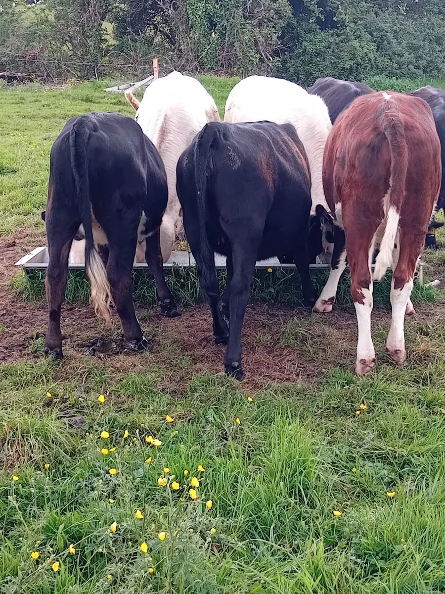 Beef cattle - Image 2