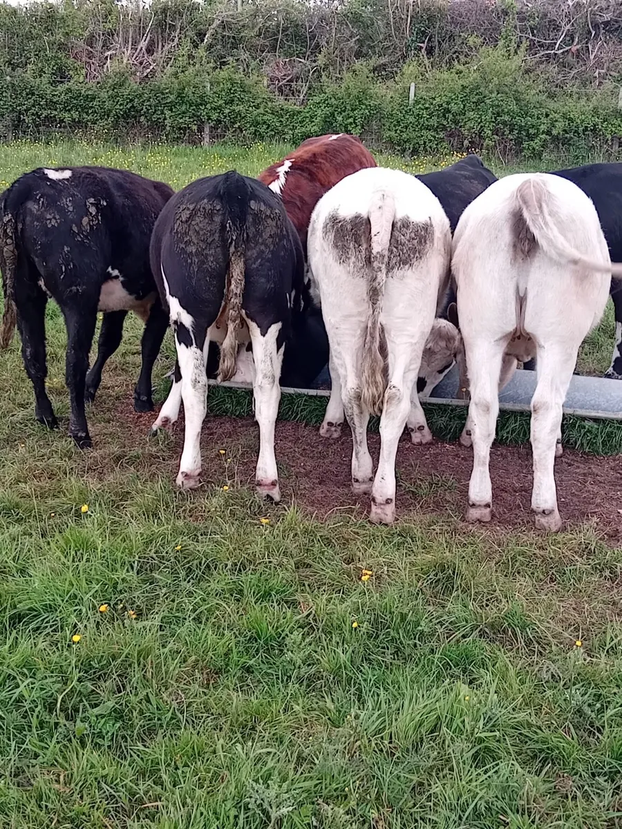 Beef cattle - Image 1