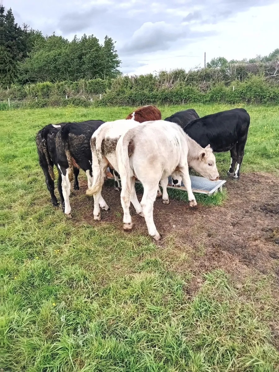 Beef cattle - Image 3
