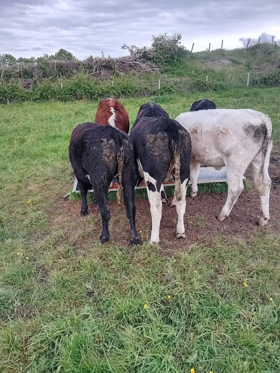 Beef cattle - Image 4