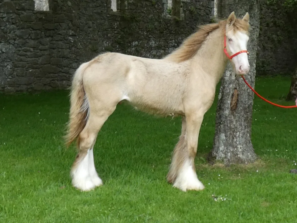 Top class colt for sale - Image 2