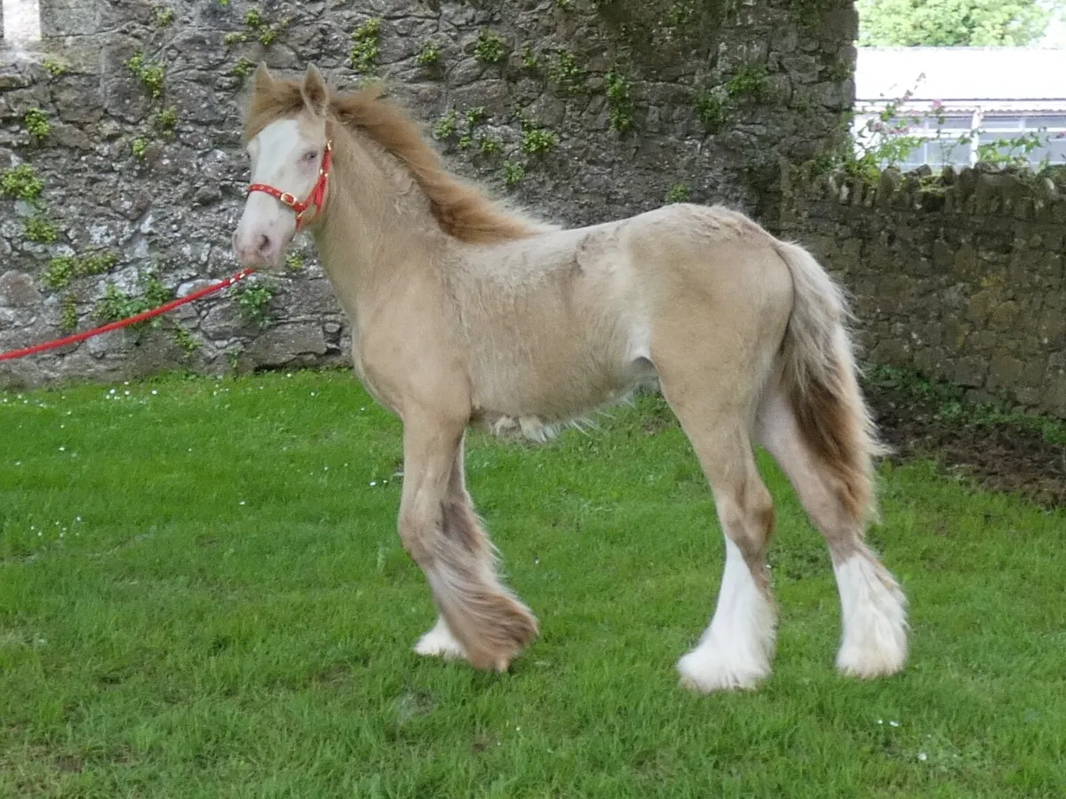 Top class colt for sale - Image 3
