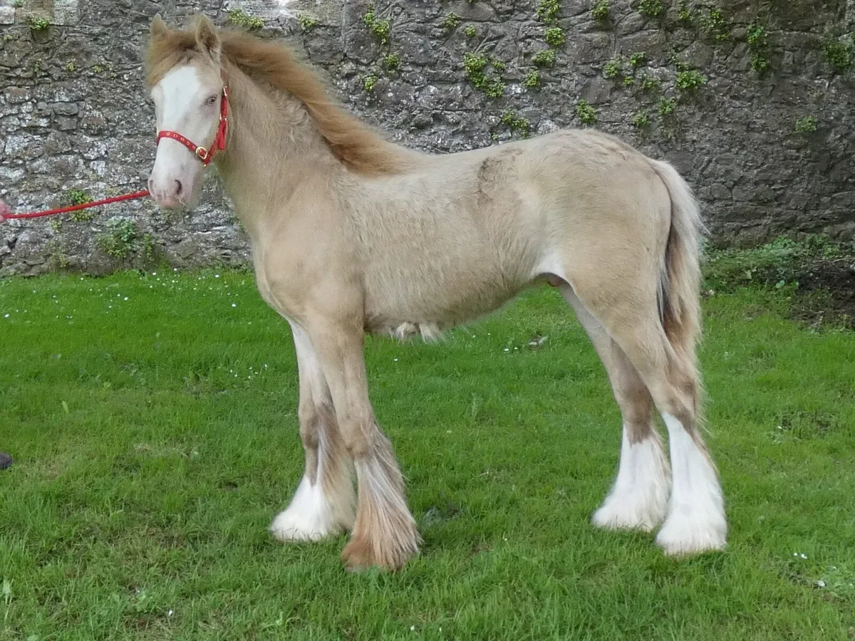 Top class colt for sale - Image 4