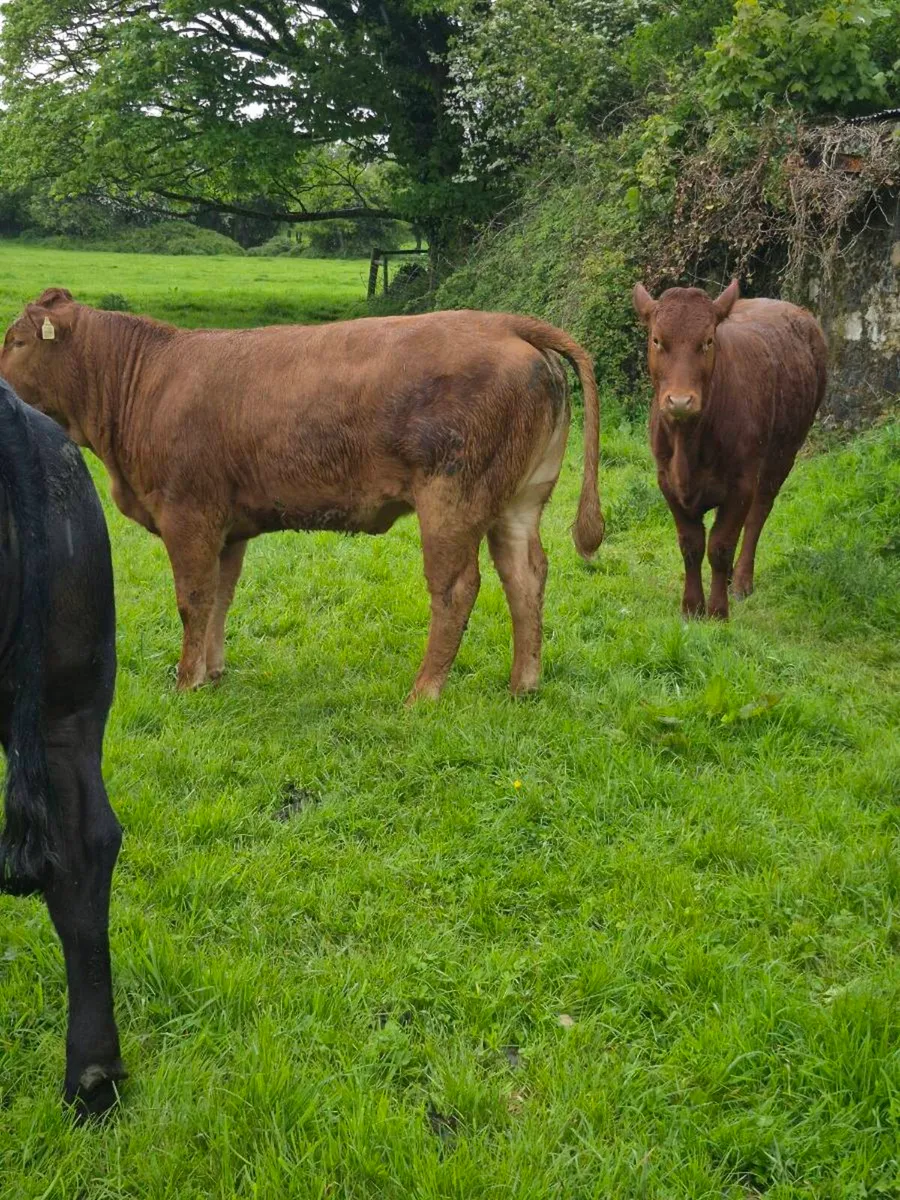Organic heifers - Image 4