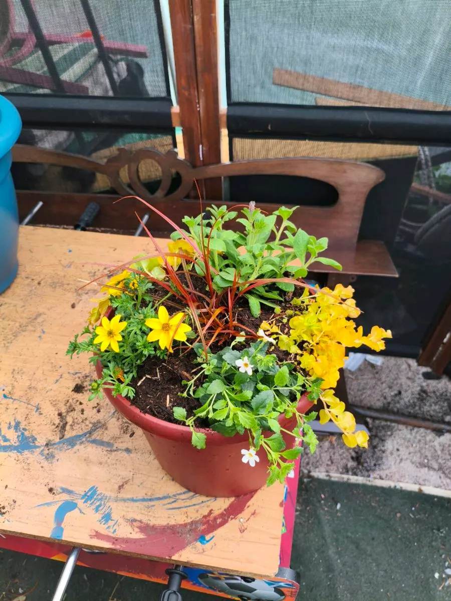Beautiful pots freshly made can drop 2 for 25 - Image 2