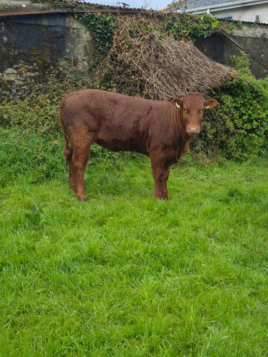Organic heifers - Image 1
