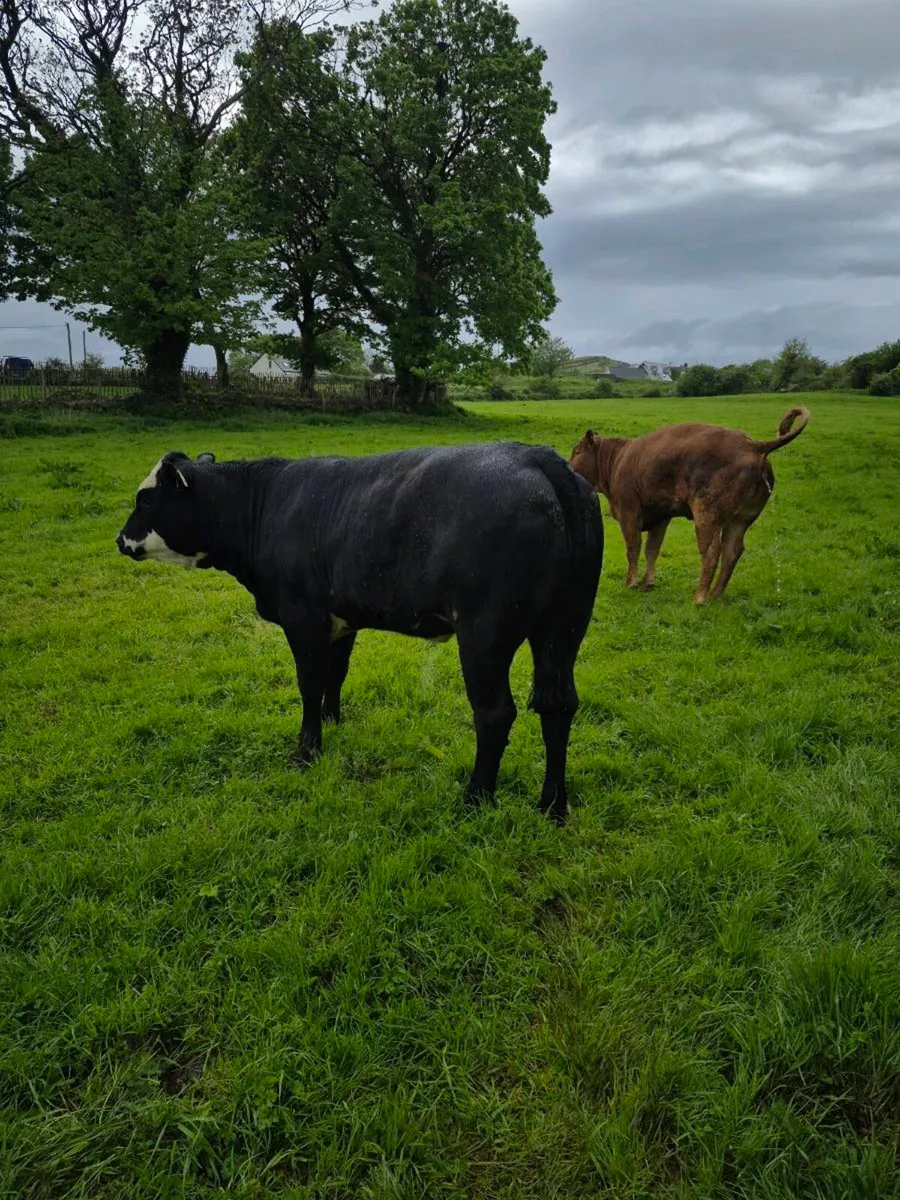 Organic heifers - Image 2