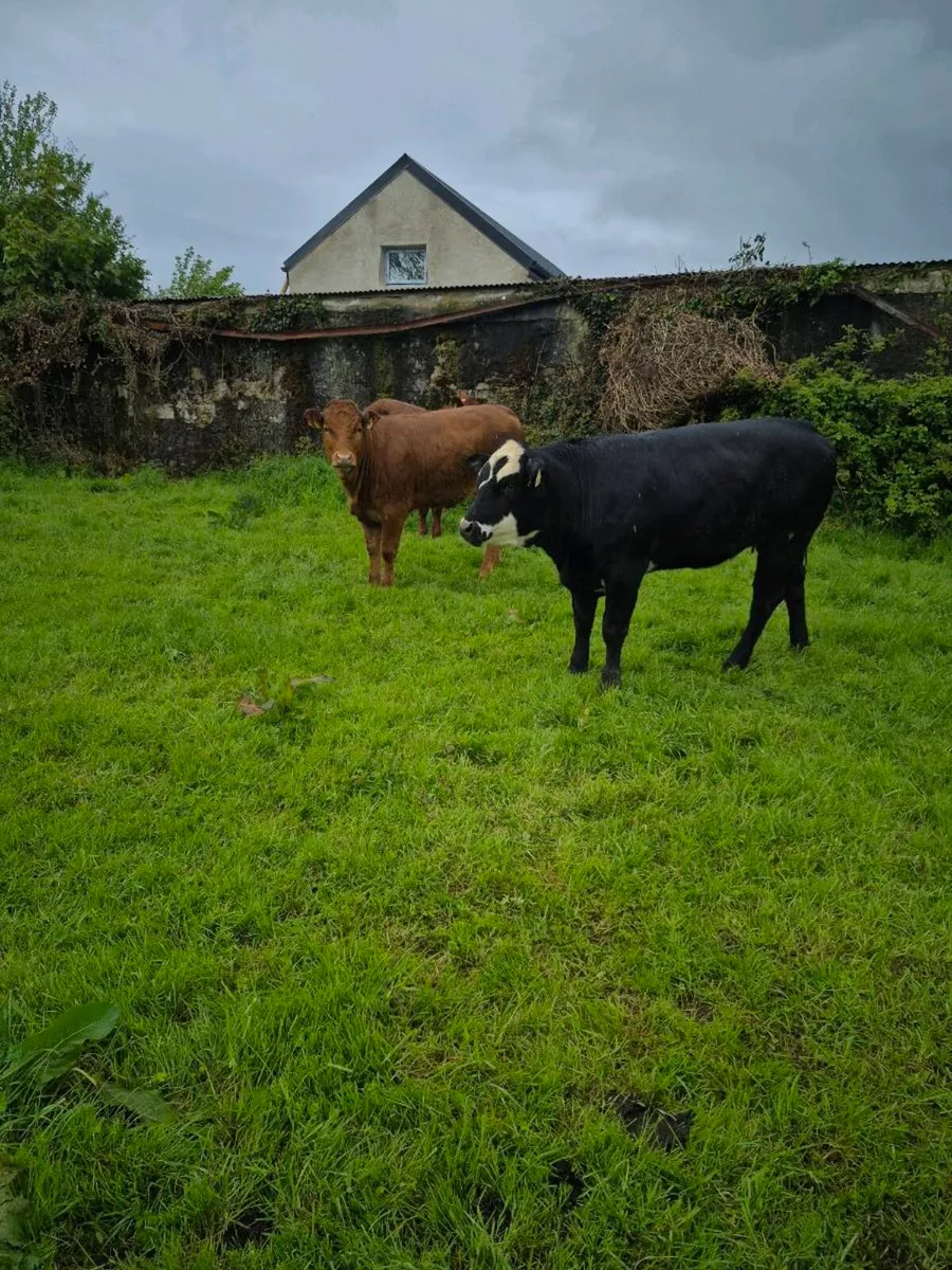 Organic heifers - Image 3