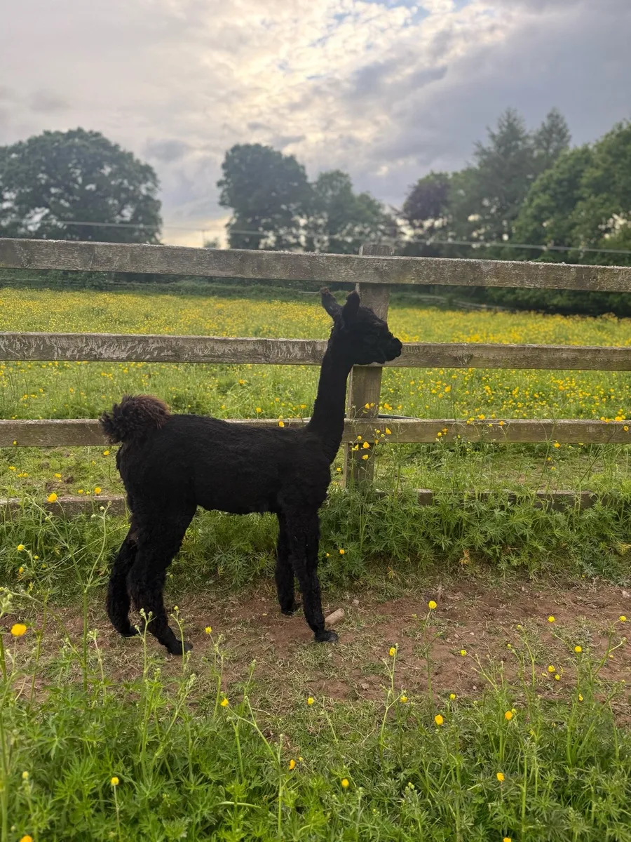 Male alpacas (registered) - Image 3