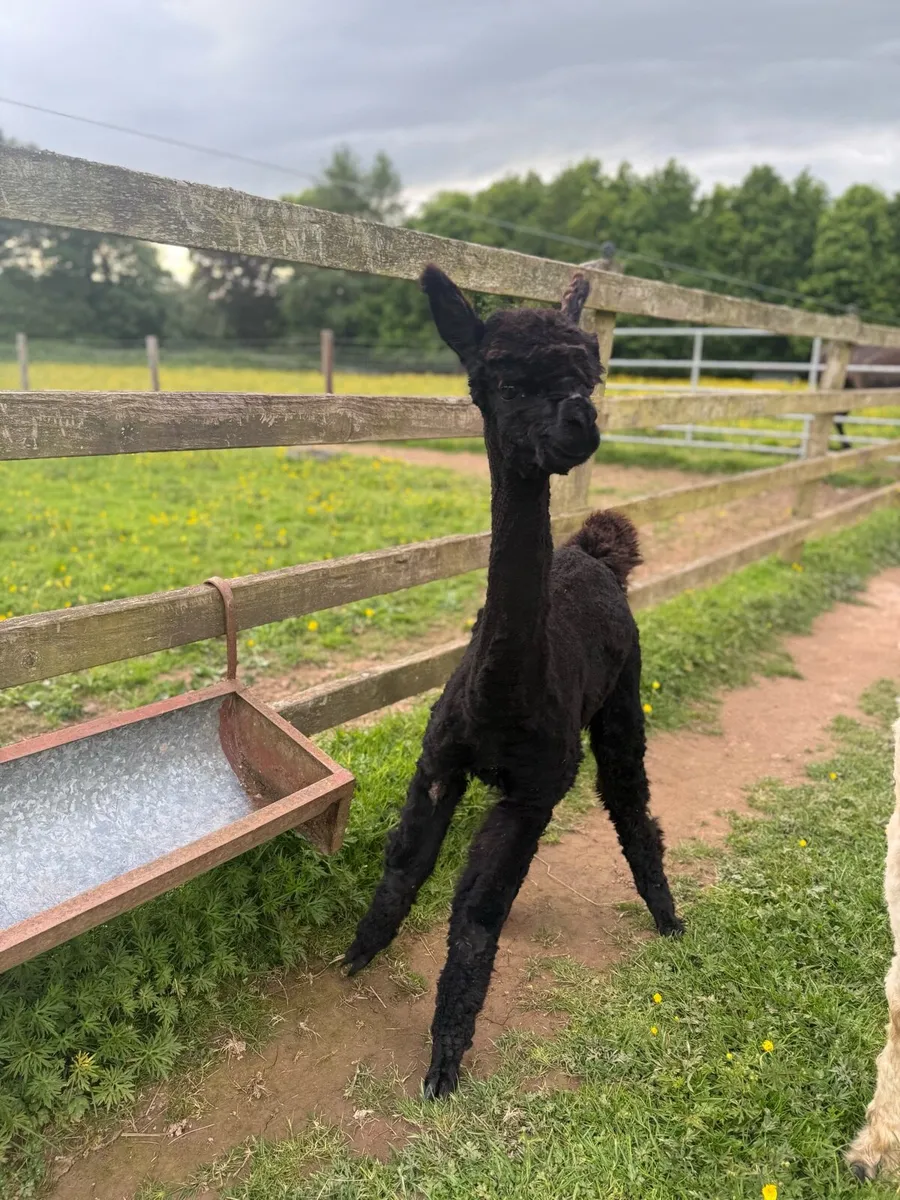 Male alpacas (registered) - Image 4