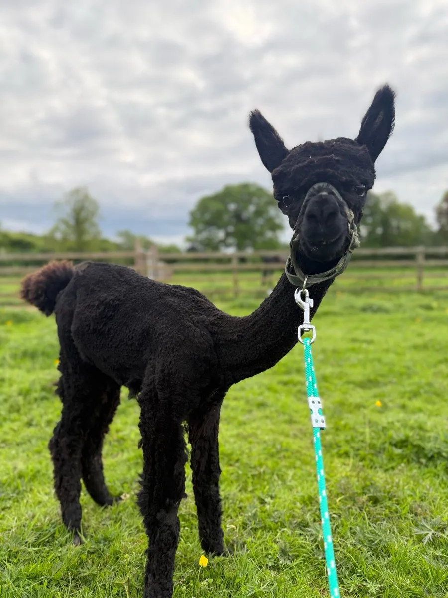Male alpacas (registered) - Image 1