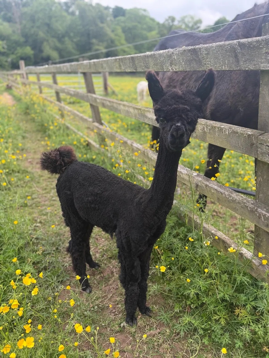 Male alpacas (registered) - Image 2
