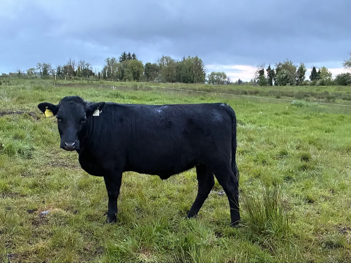 Organic Cattle - Image 1