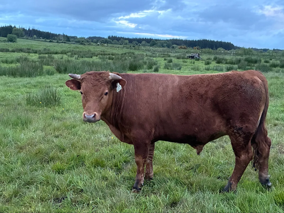 Organic Cattle - Image 2