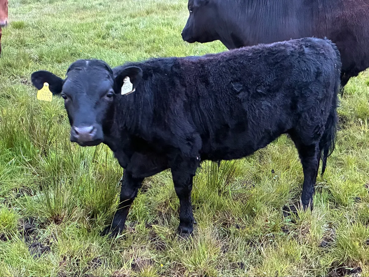 Organic Cattle - Image 3