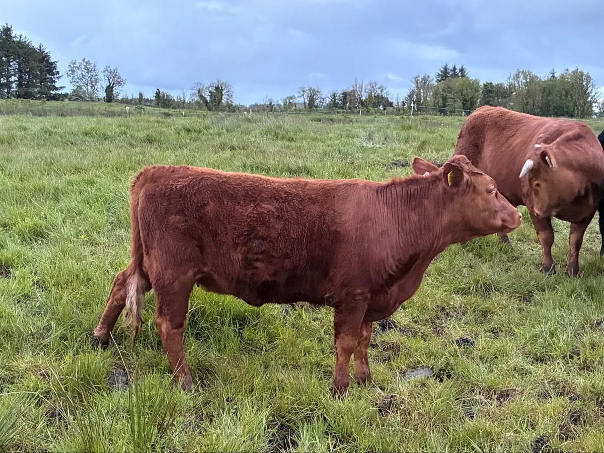 Organic Cattle - Image 4