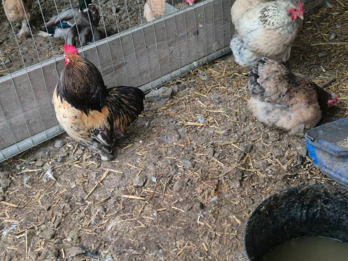 Pb hens and ducks - Image 3
