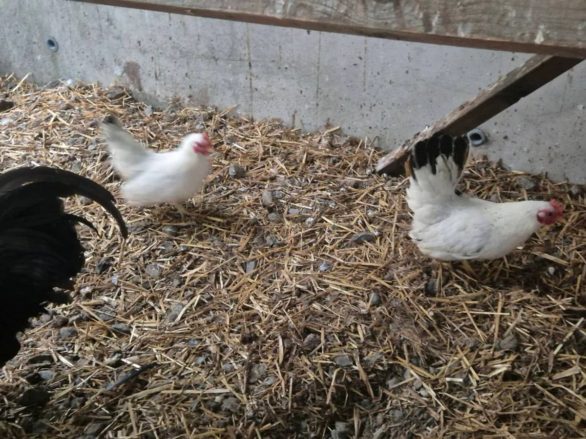 Pb hens and ducks - Image 4