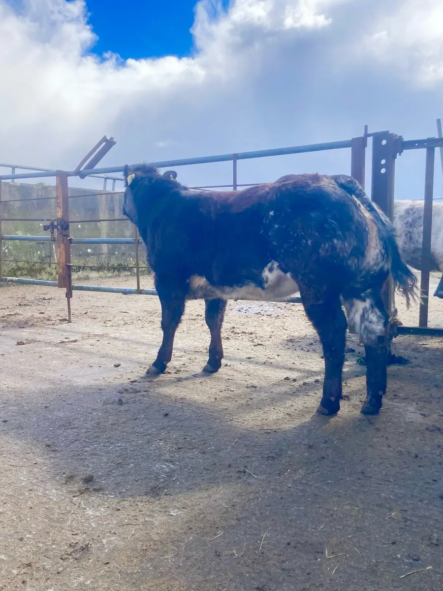 *** 3 Outrageous Heifer Weanlings *** - Image 1