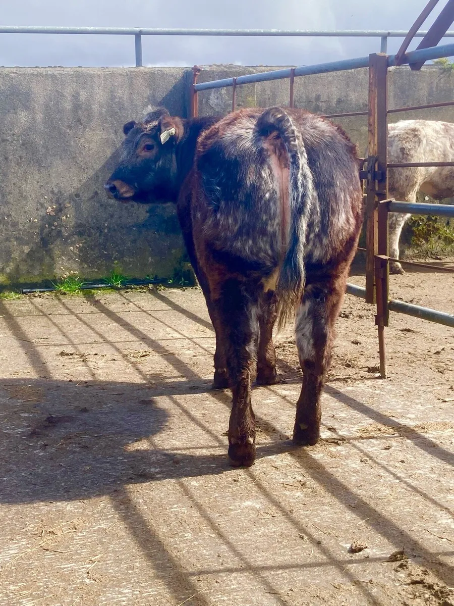 *** 3 Outrageous Heifer Weanlings *** - Image 2