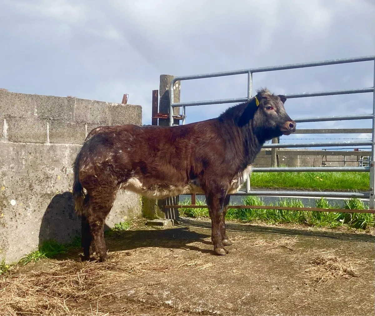 *** 3 Outrageous Heifer Weanlings *** - Image 3