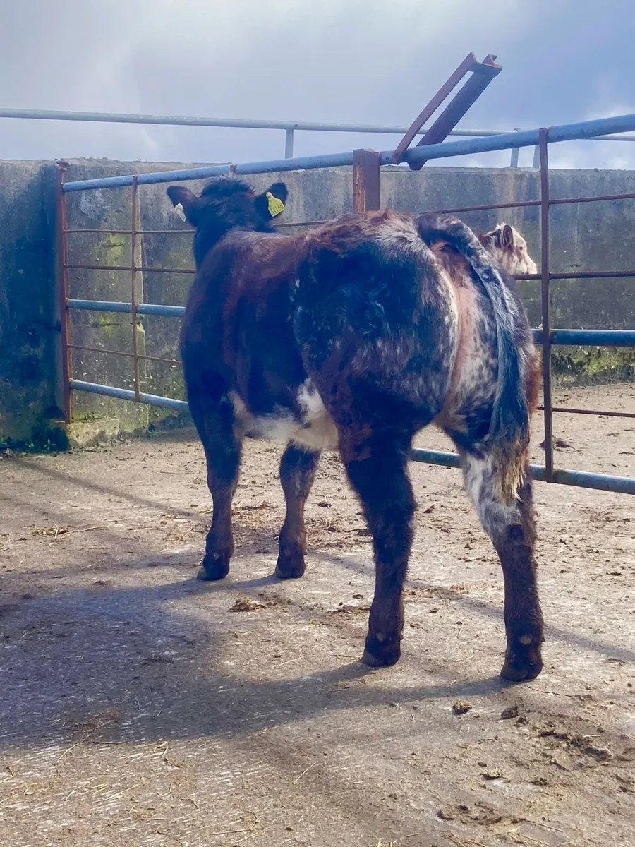 *** 3 Outrageous Heifer Weanlings *** - Image 4