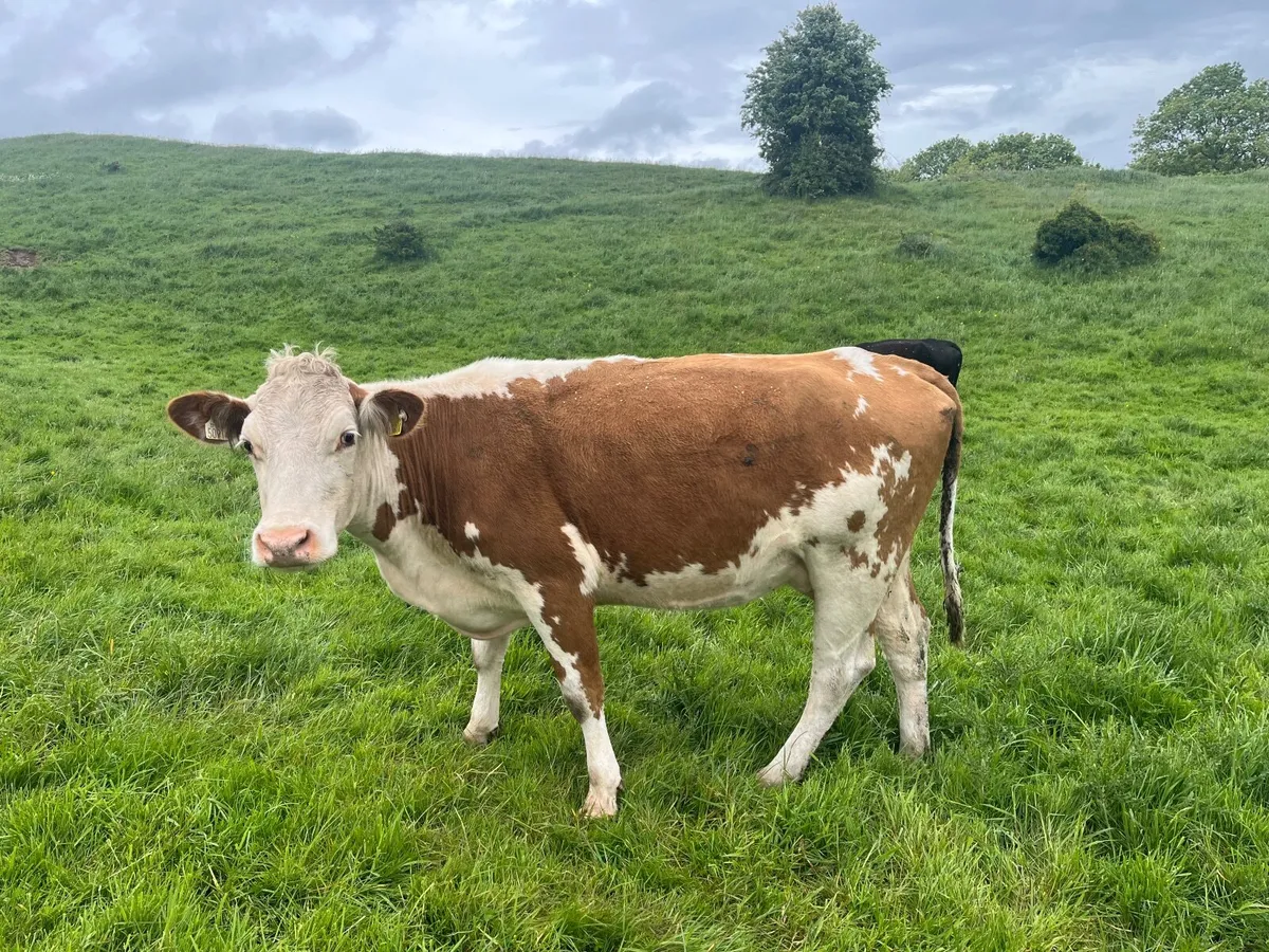 Suckler cows with calves at foot - Image 4