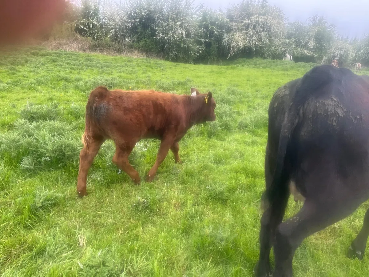 Suckler cows with calves at foot - Image 2