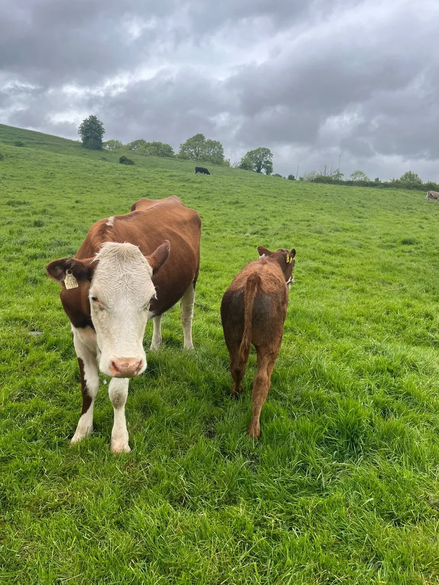 Suckler cows with calves at foot - Image 3