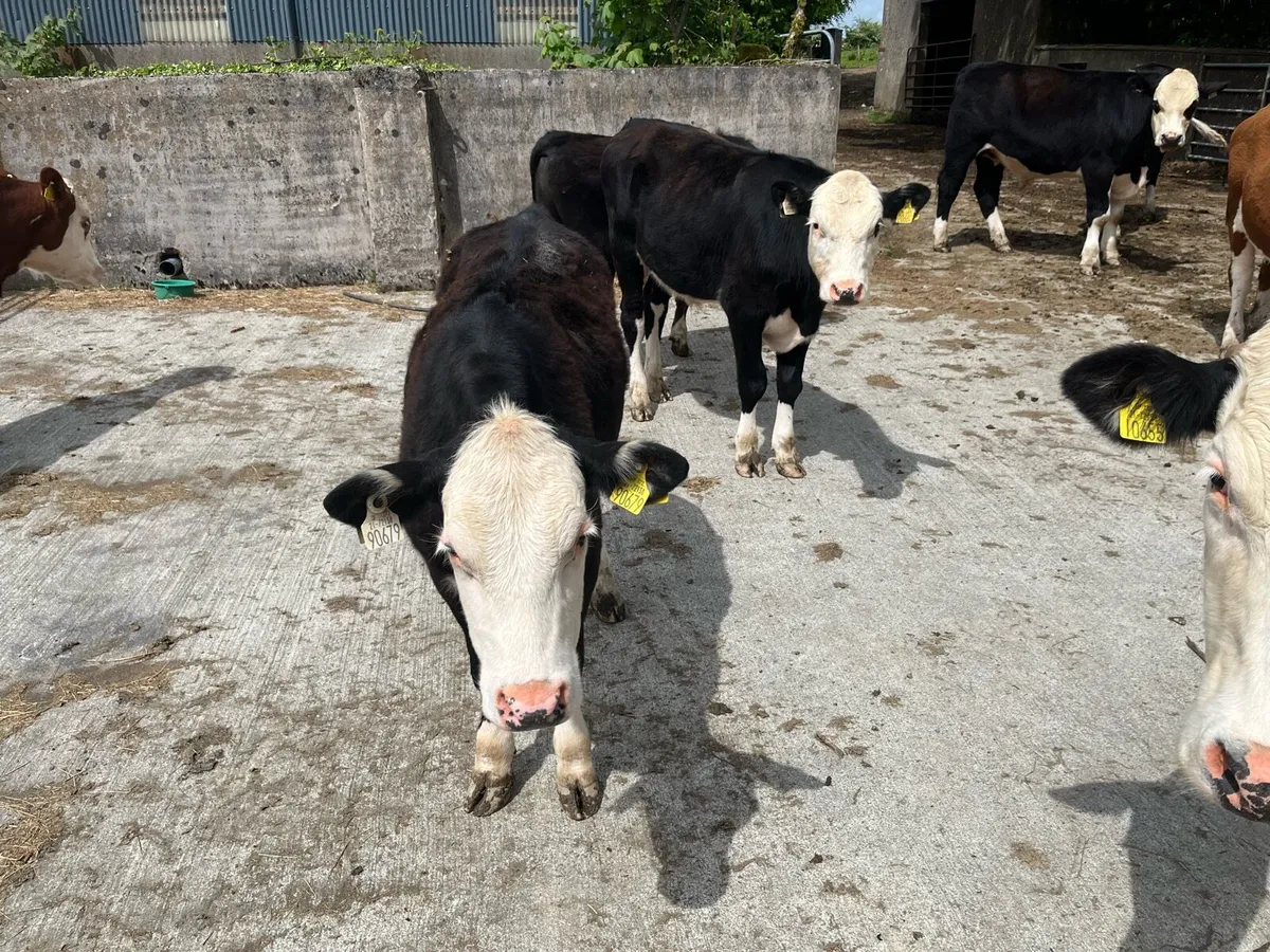 2 Hereford heifers for sale - Image 1