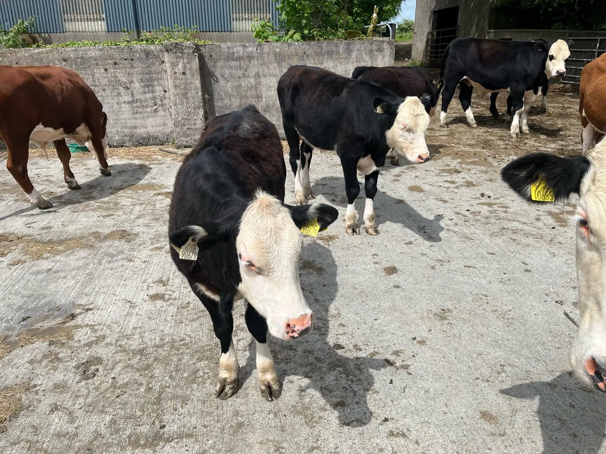 2 Hereford heifers for sale - Image 2