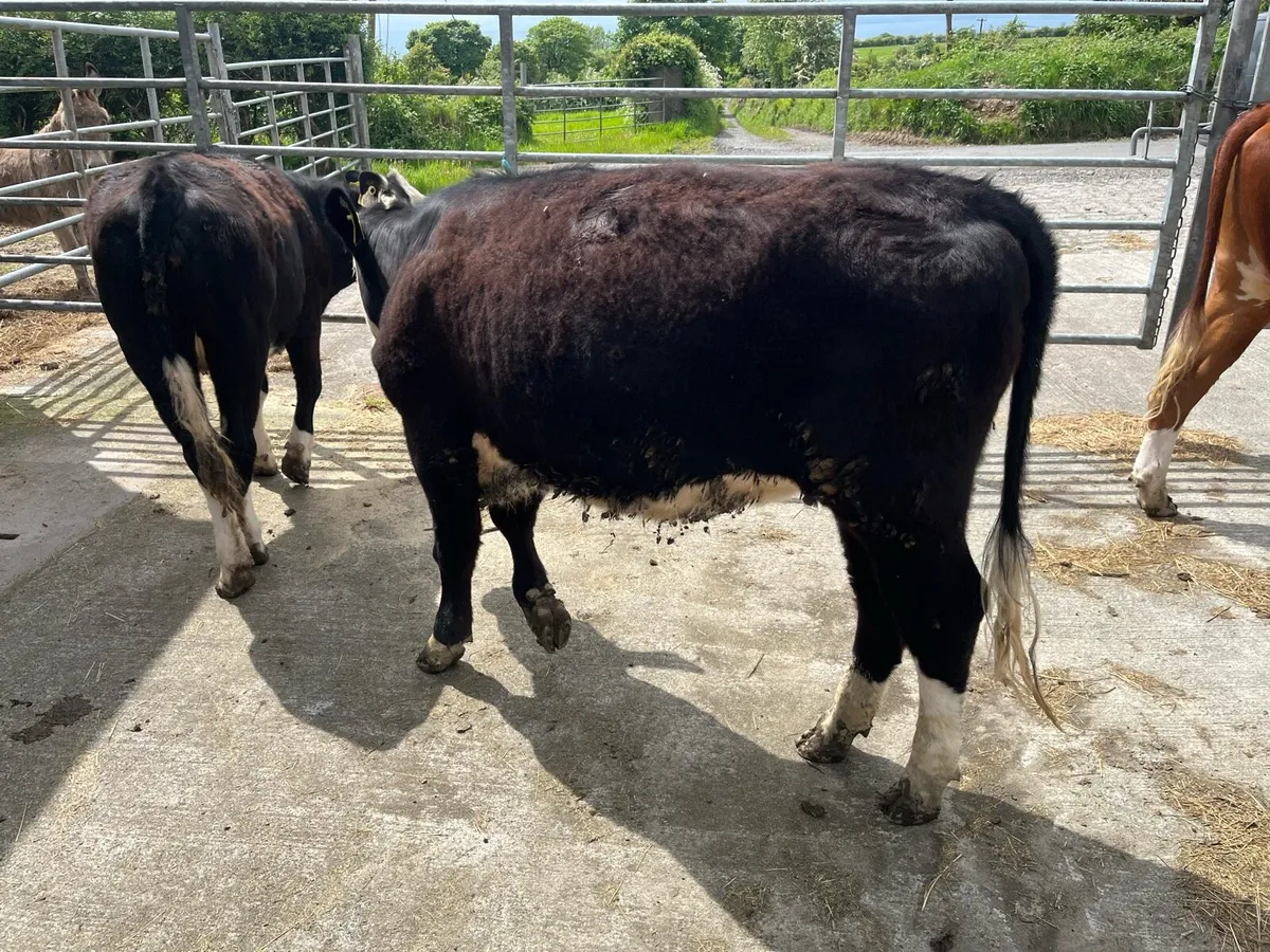 2 Hereford heifers for sale - Image 3