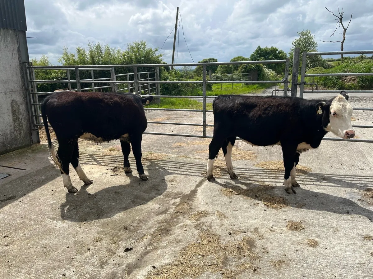 2 Hereford heifers for sale - Image 4
