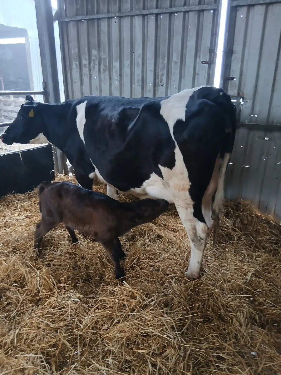 Dairy Heifer - Image 3