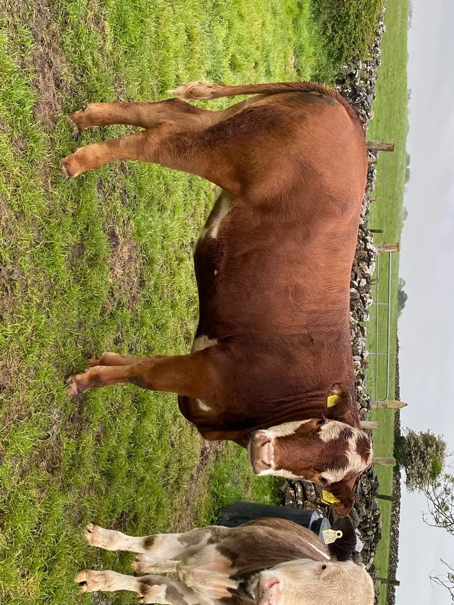 Heifers - Image 1